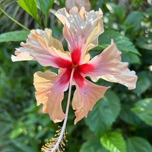 Meet your Posher, Charlie